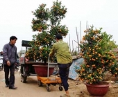 Những dòng xe nâng dùng nâng cây mai chậu cảnh ngày tết